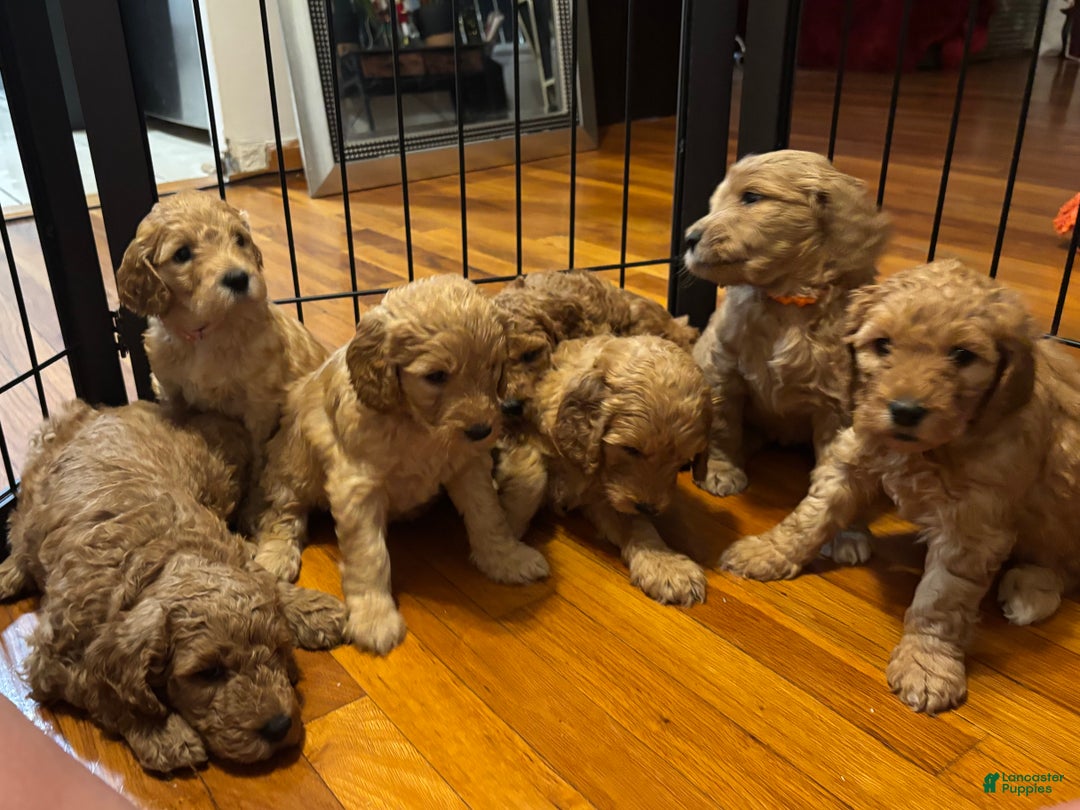 Goldendoodle dogs for sale: Goldendoodle Puppy 4 - Ad 9