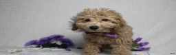 Toy Poodle dogs for sale: Buckeye - Ad 2