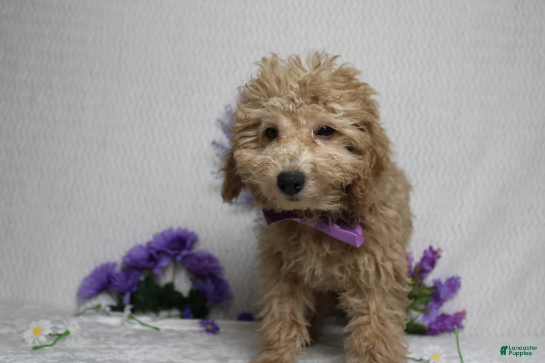 Toy Poodle dogs for sale: Buckeye - Ad 2