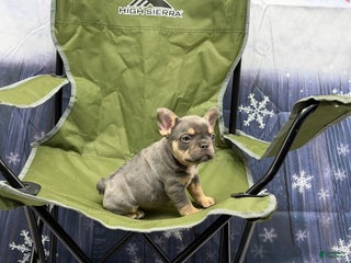 French Bulldog dogs French Bulldog Puppy 4 - Ad 17