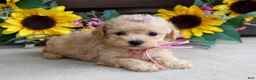 Mixed Breed dogs for sale: Penny - Ad 3