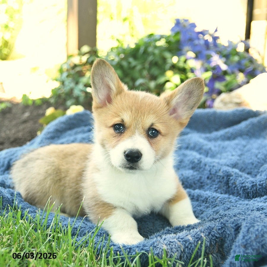 Welsh Corgi Pembroke dogs for sale: Ruby  - Ad 3