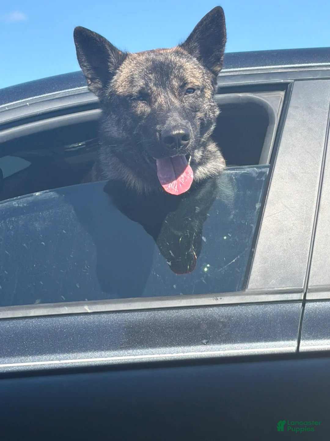 Gerberian Shepsky dogs for sale: Gerberian Shepsky Puppy 1 - Ad 2