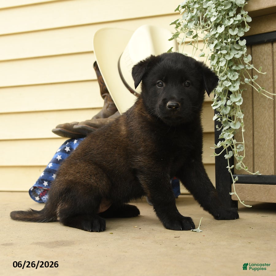 Belgian Malinois dogs Chloe - Ad 2