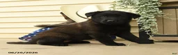 Belgian Malinois dogs for sale: Chloe - Ad 2