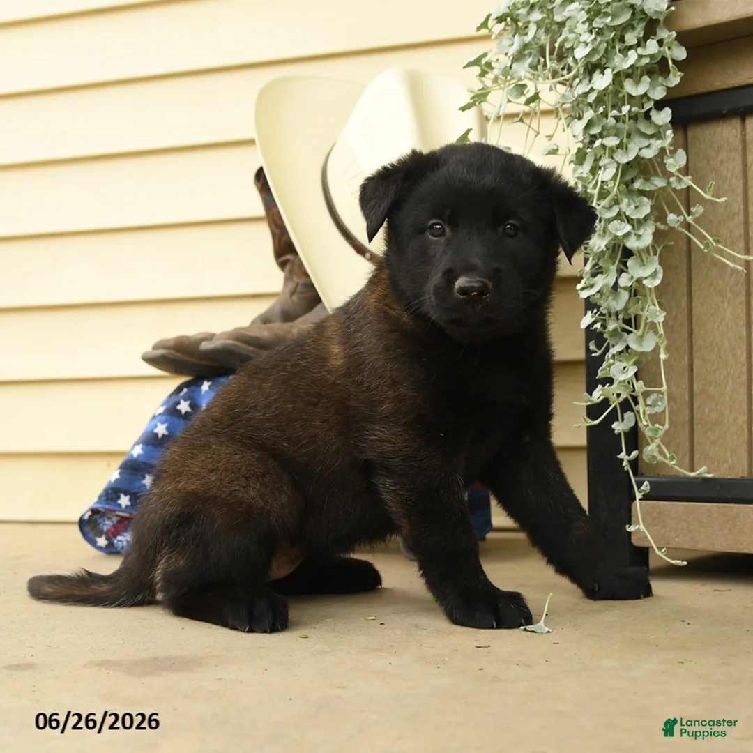 Belgian Malinois dogs for sale: Chloe - Ad 2
