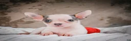 Chihuahua dogs for sale: Lane - Ad 8