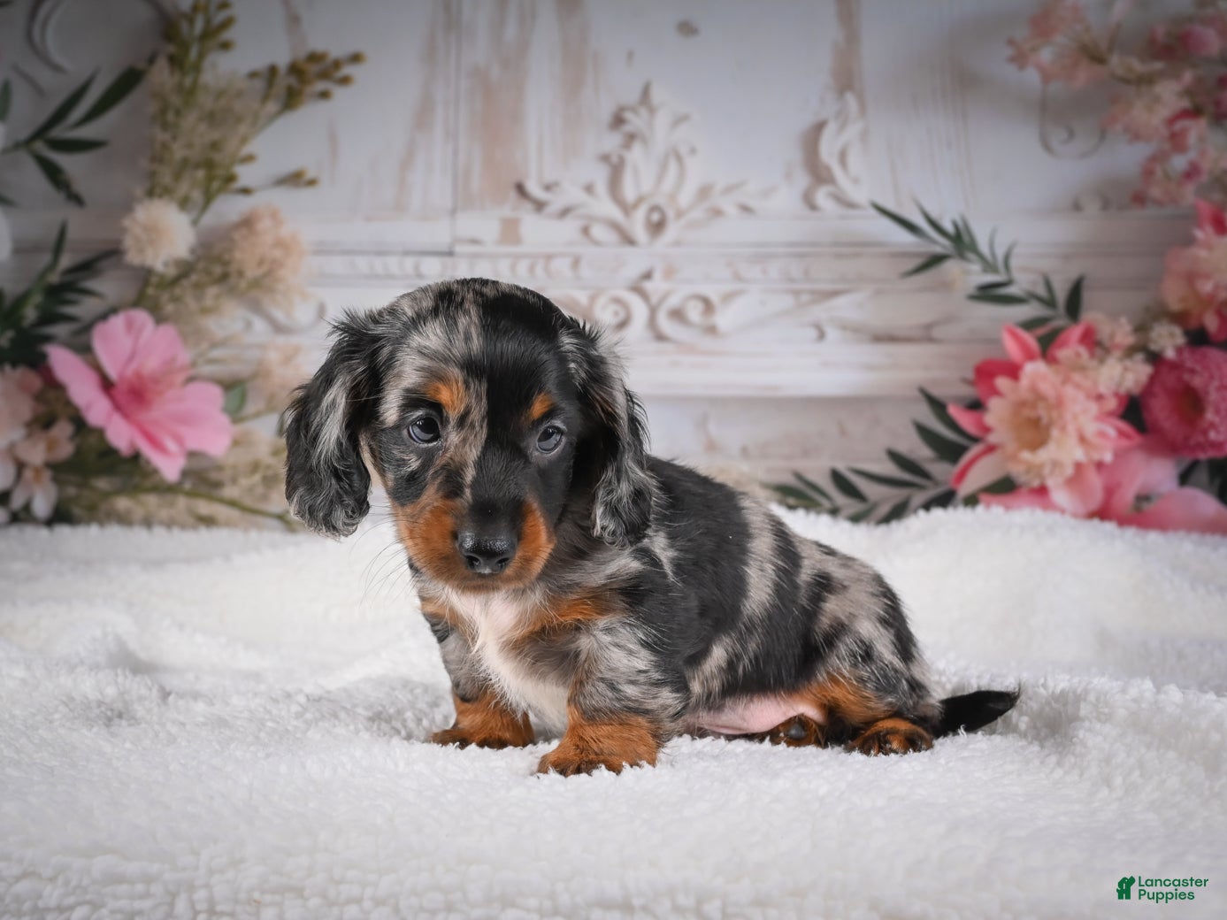 Miniature Dachshund dogs Leo - Ad 2