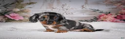 Miniature Dachshund dogs for sale: Leo - Ad 2