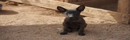 Dutch Shepherd dogs for sale: Dutchie F 1 - Ad 2