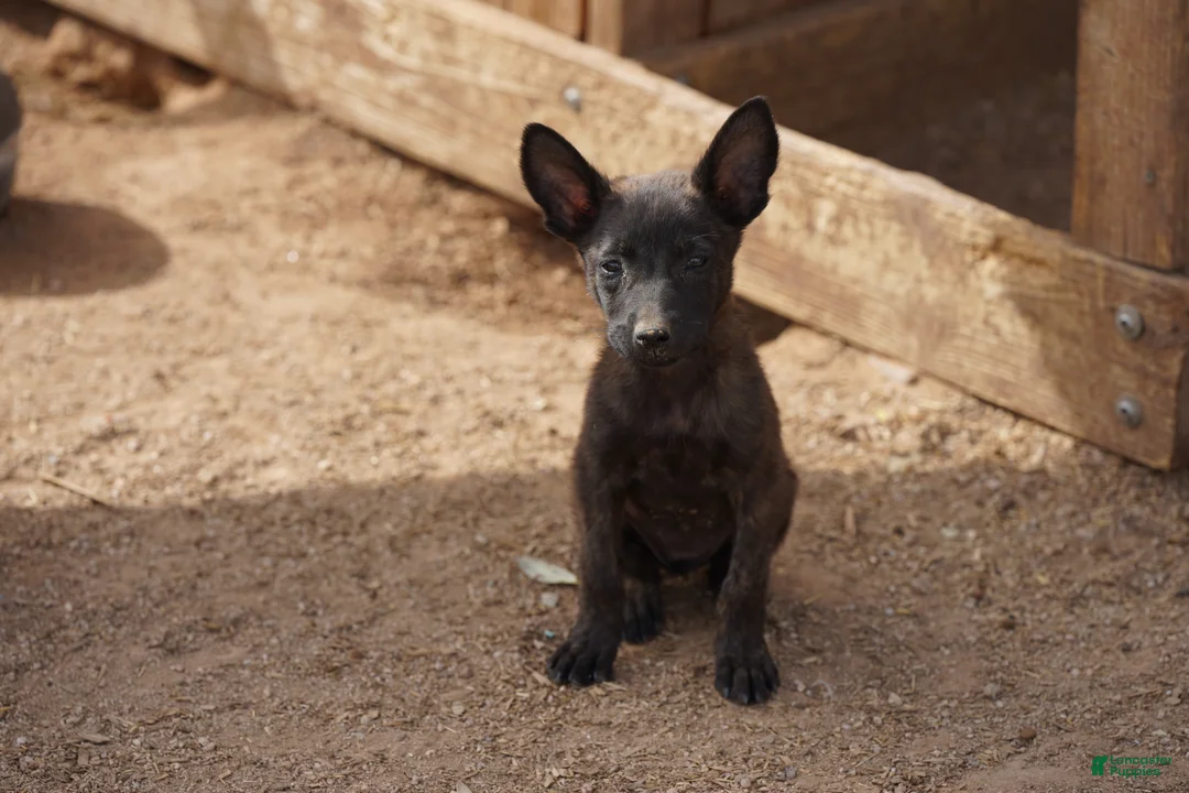 Dutch Shepherd dogs for sale: Dutchie F 1 - Ad 2