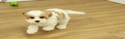 Cavapoo dogs for sale: Lovely - Ad 4