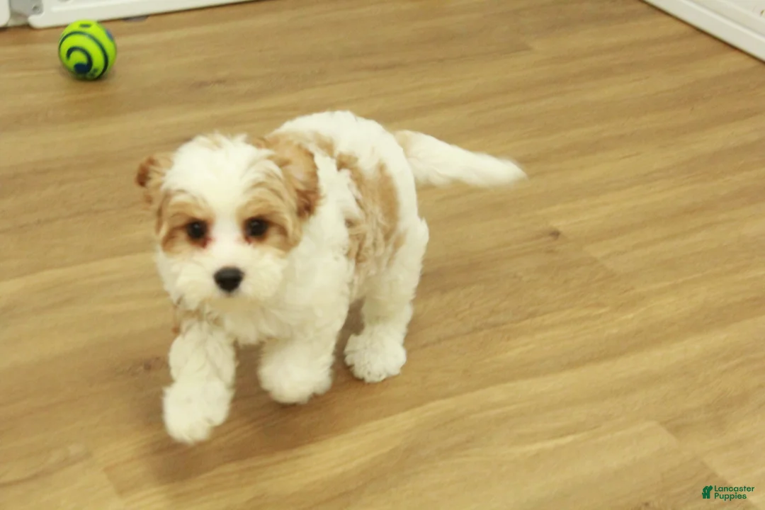 Cavapoo dogs for sale: Lovely - Ad 4