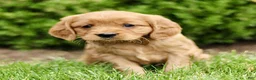 Miniature Golden Retriever dogs for sale: Tiffany  - Ad 1