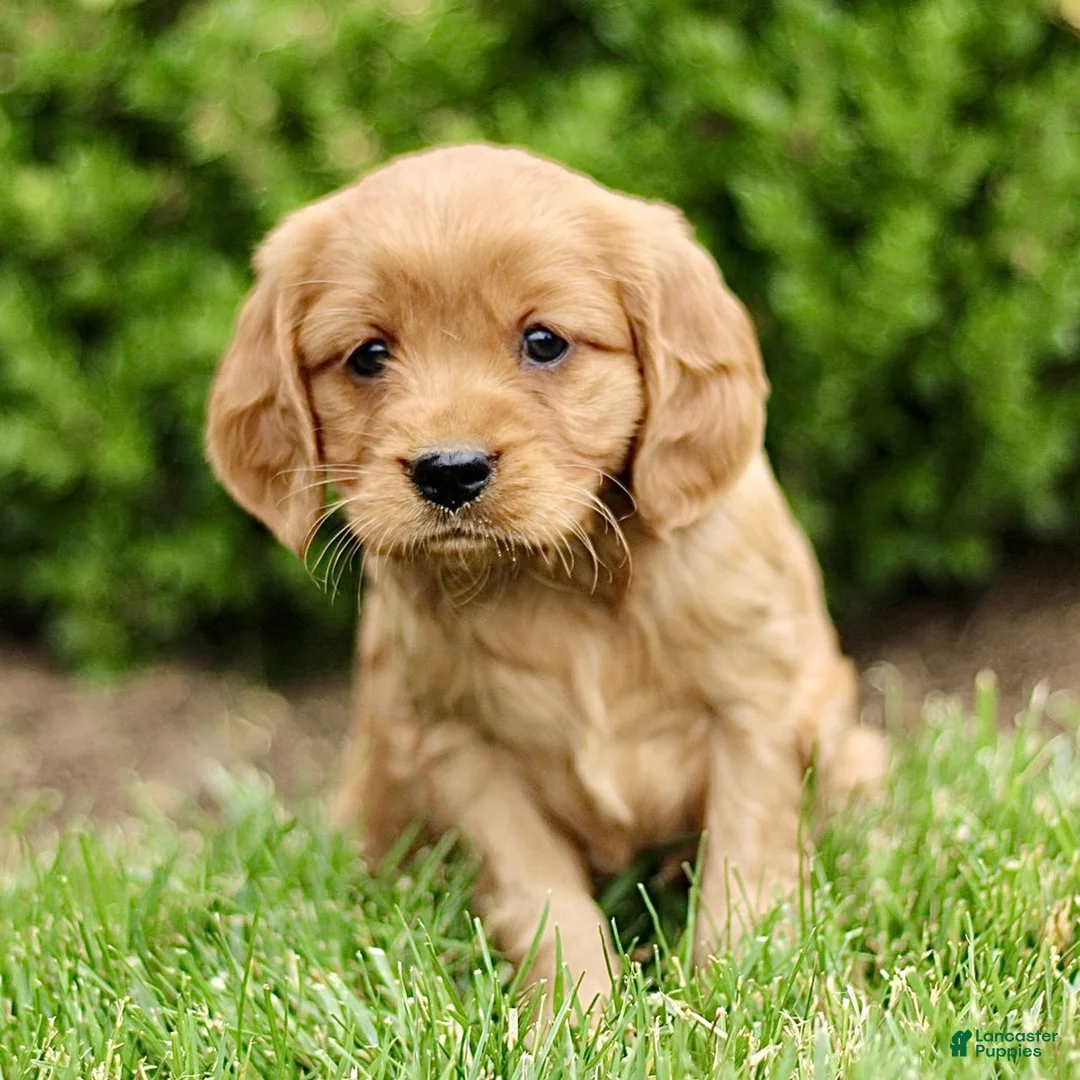 Miniature Golden Retriever dogs for sale: Tiffany  - Ad 1