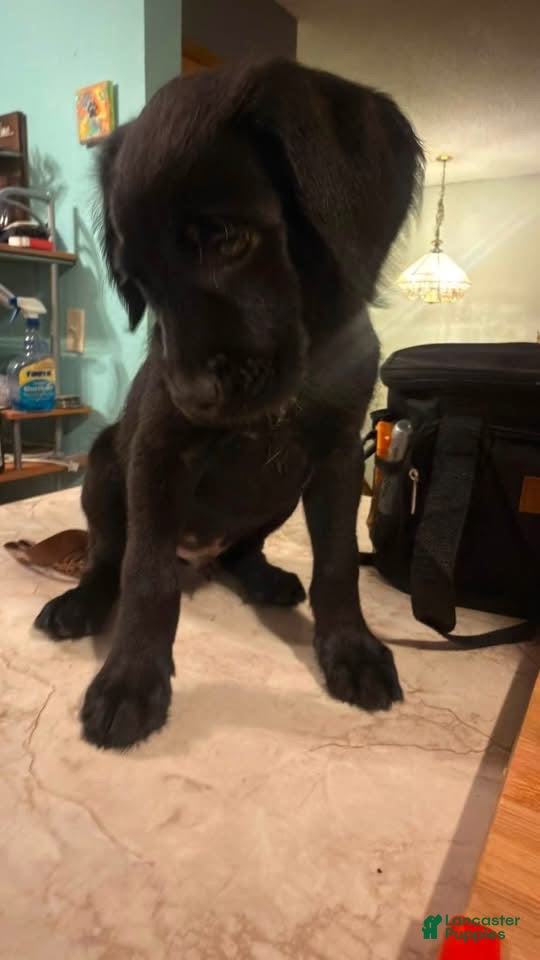 Mixed Breed dogs Ricardo - Ad 33