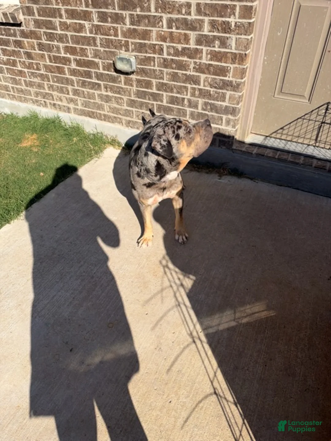 American Bully dogs for sale: Tri Merle Male - Ad 1