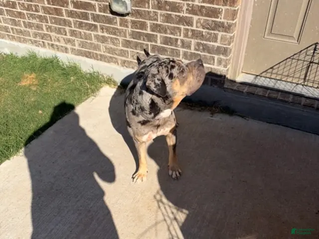 American Bully dogs for sale: Tri Merle Male - Ad 1