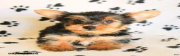 Yorkshire Terrier dogs for sale: Nora - Ad 4