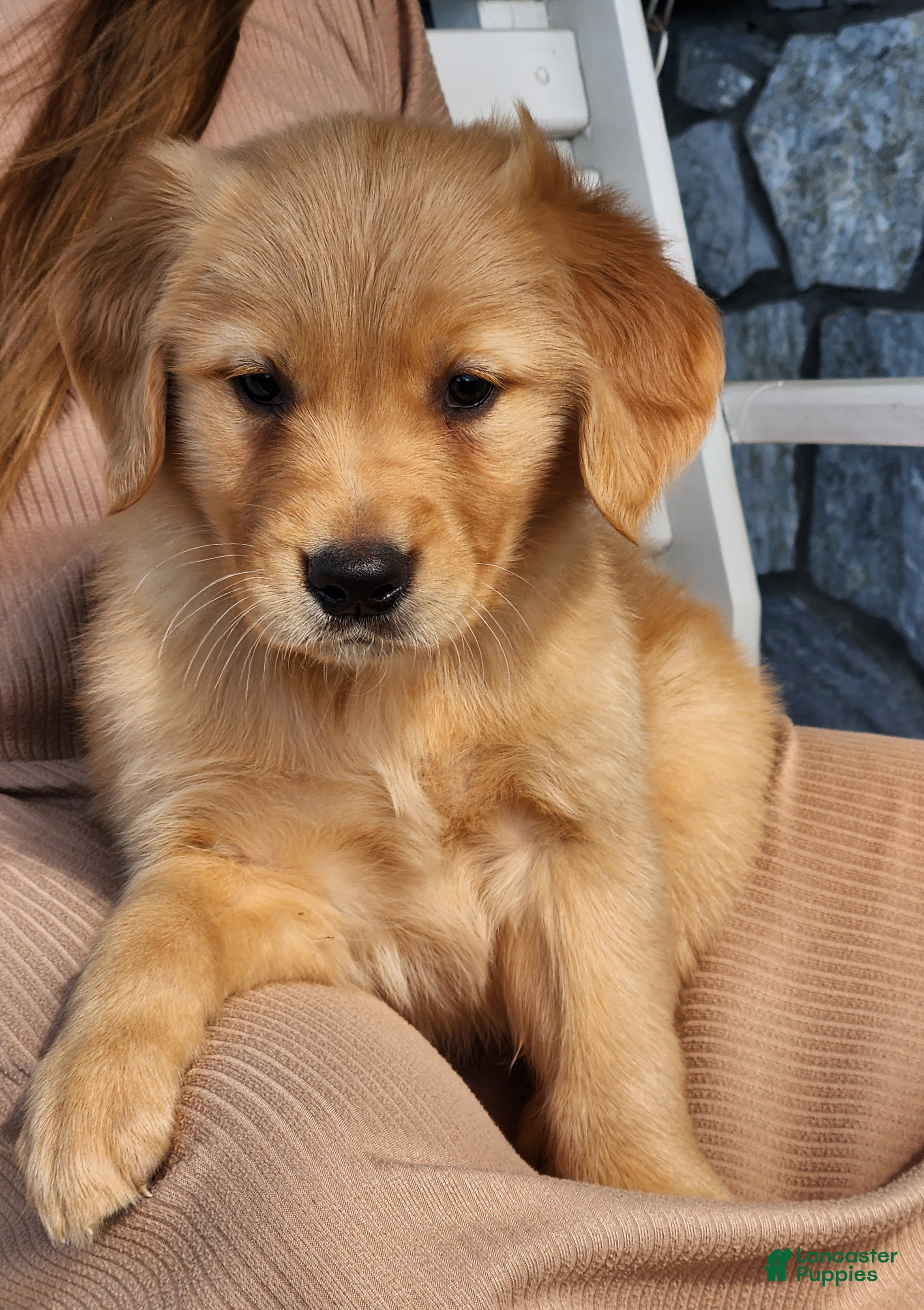 Golden Retriever dogs Rosie - Ad 2