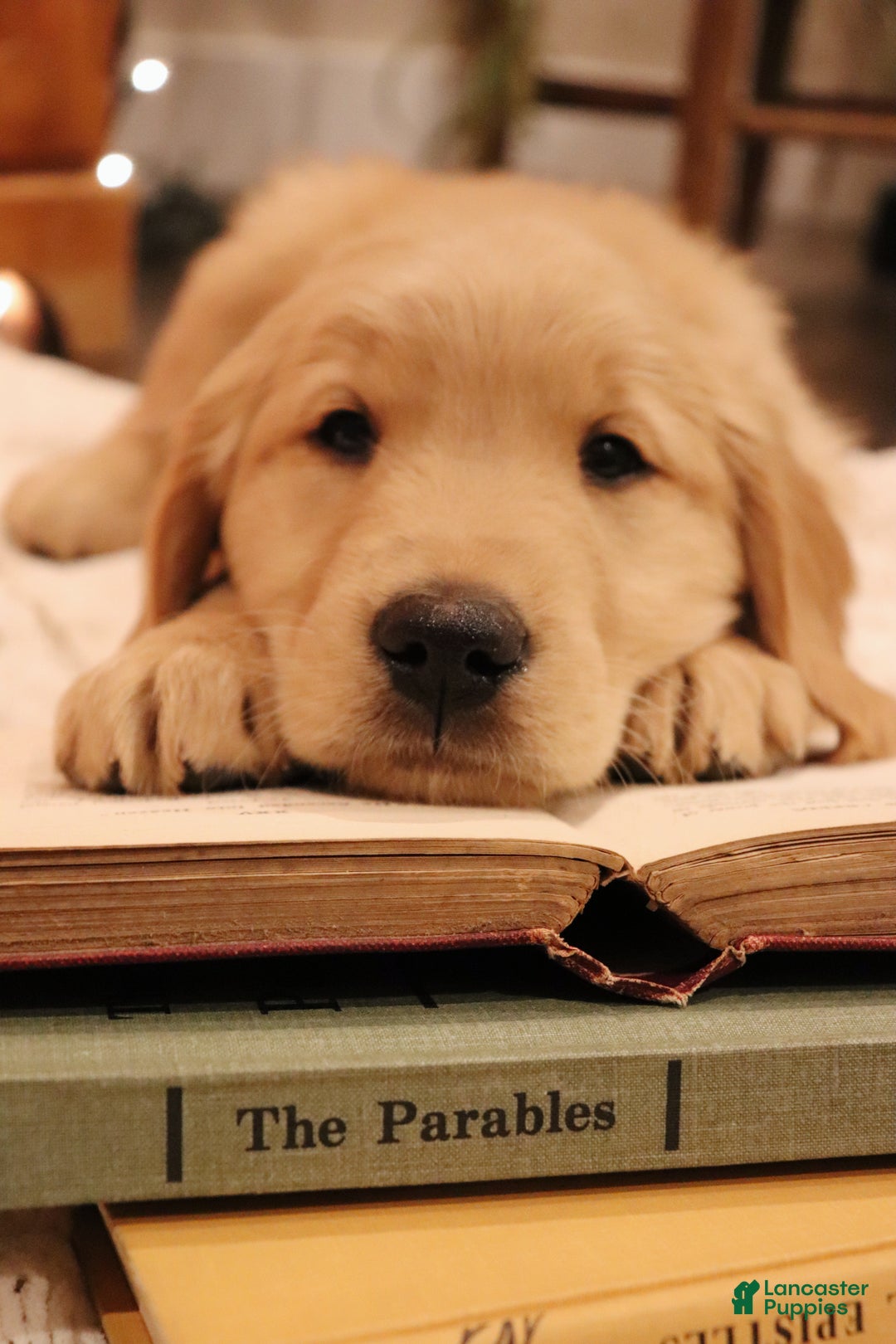 Golden Retriever dogs for sale: Molly  - Ad 3