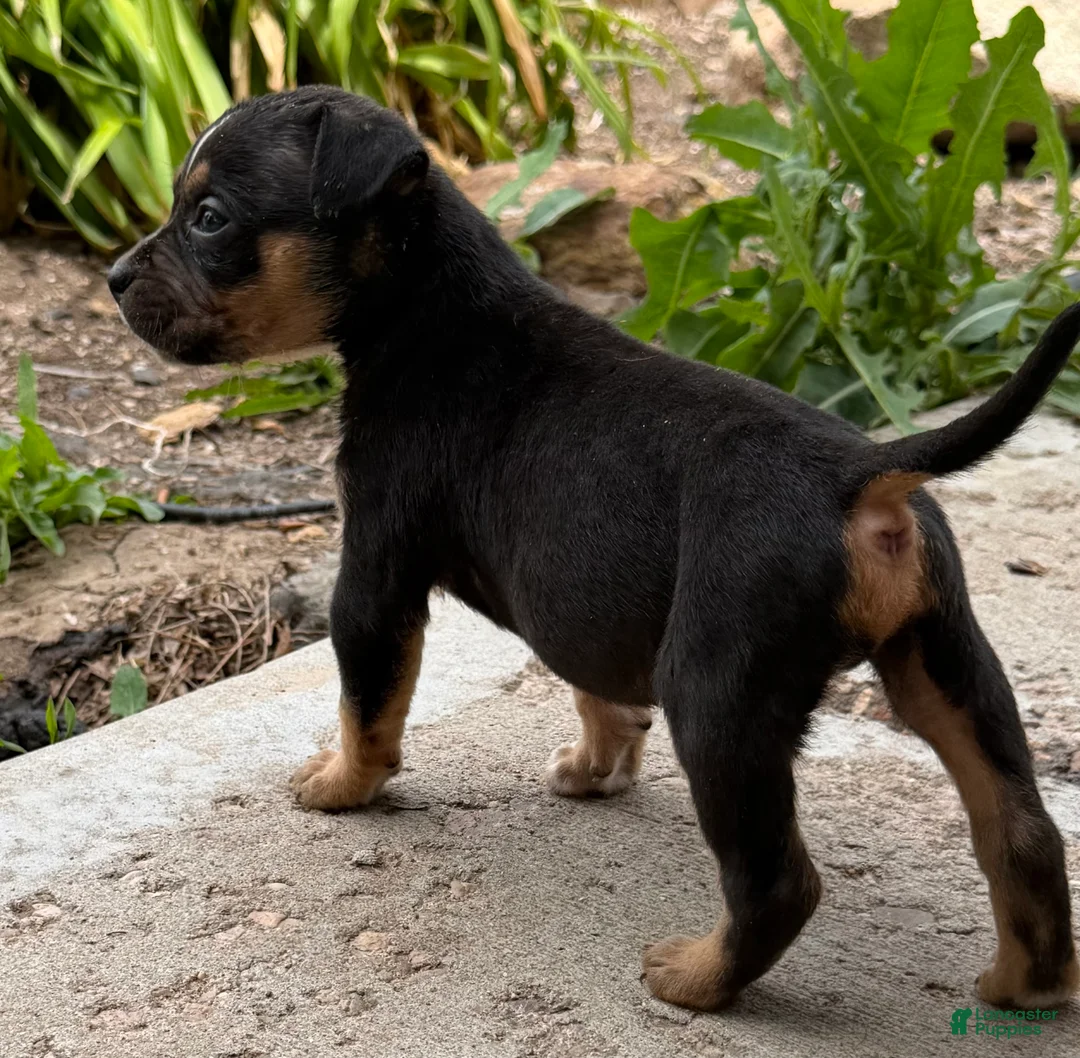 American Bully dogs for sale: American Bully Puppy 1 - Ad 2