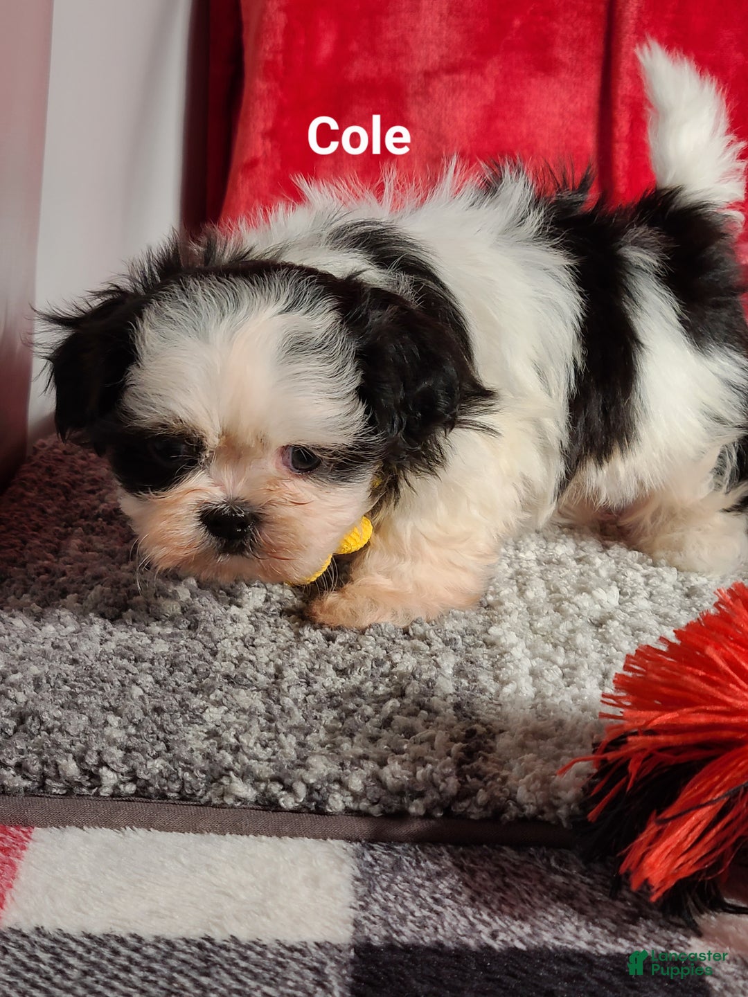 Shih Tzu dogs for sale: Cole  - Ad 6
