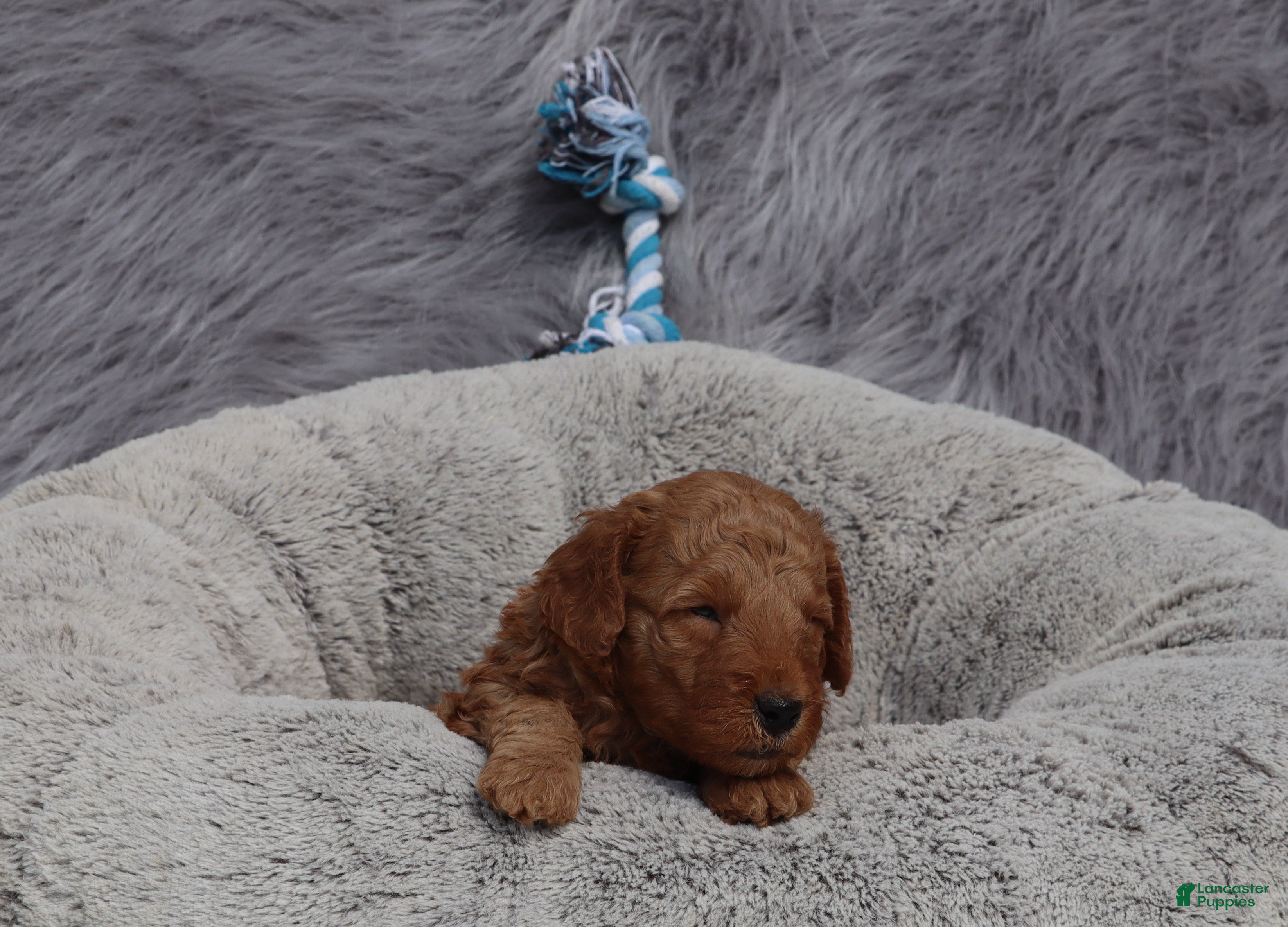 Mini Goldendoodle dogs Milo 💙 GenClearParents - Ad 2