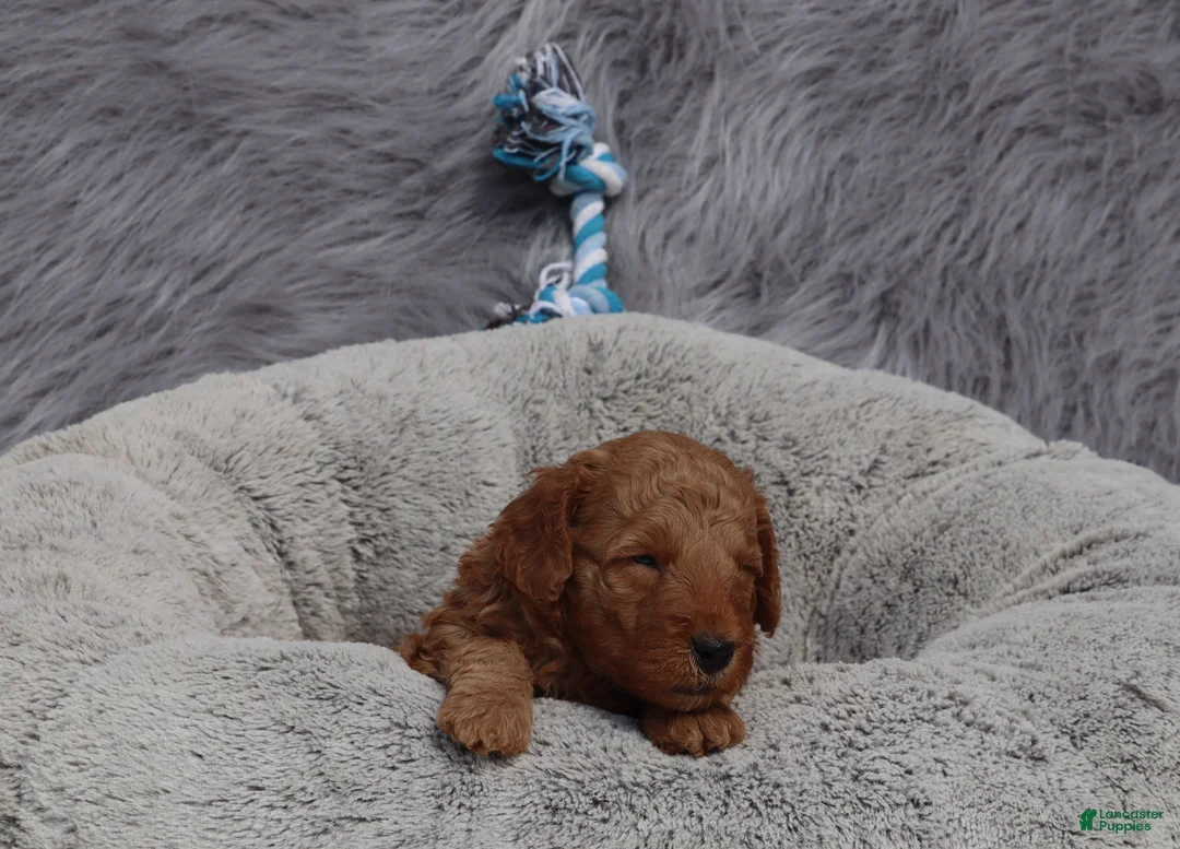 Mini Goldendoodle dogs for sale: Milo 💙 GenClearParents - Ad 2