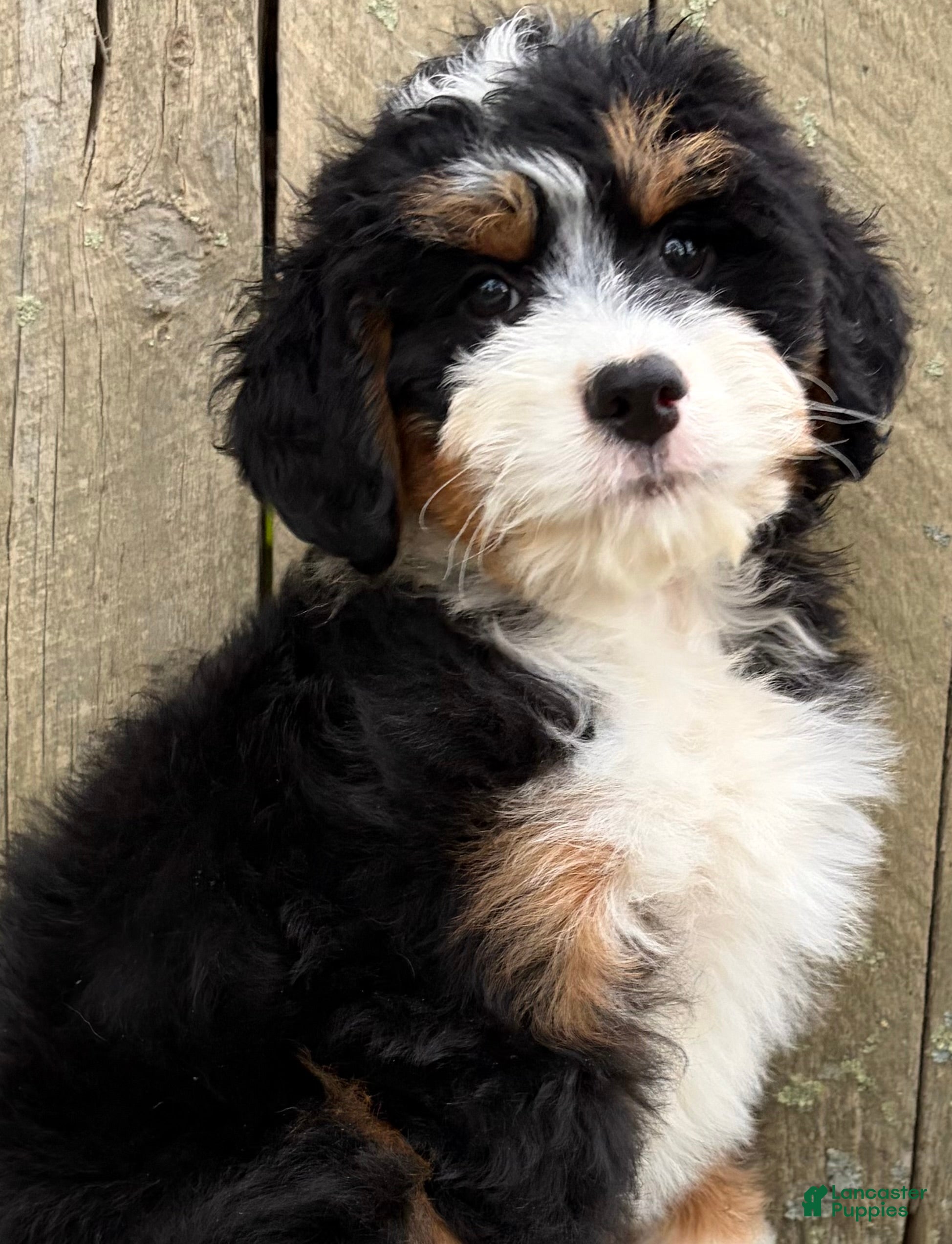 Mini Bernedoodle dogs for sale: 💛IN BOSTON MASSACHUSETTS AREA💛MINI BERNEDOODLE GIRL💛 - Ad 6