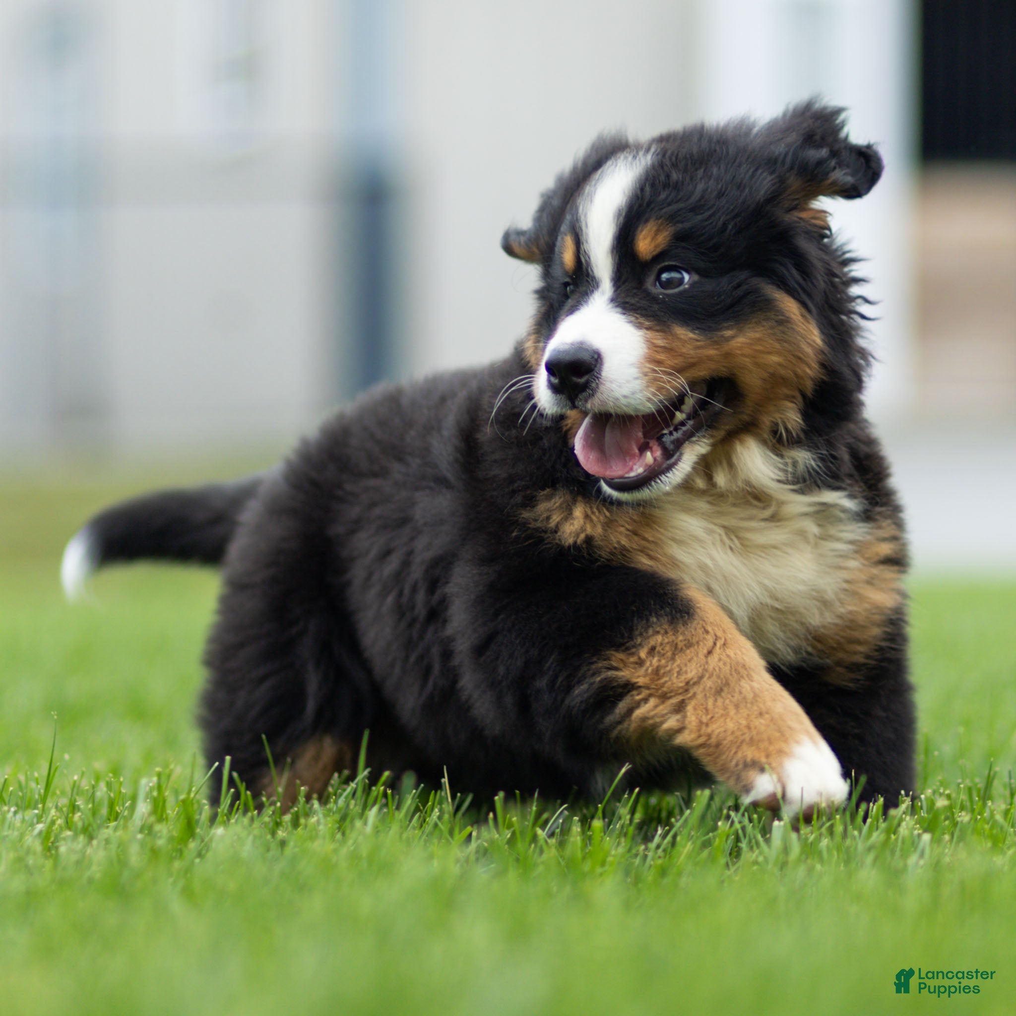 Bernese Mountain Dog dogs Brady Bernese Mountain Dog  - Ad 1