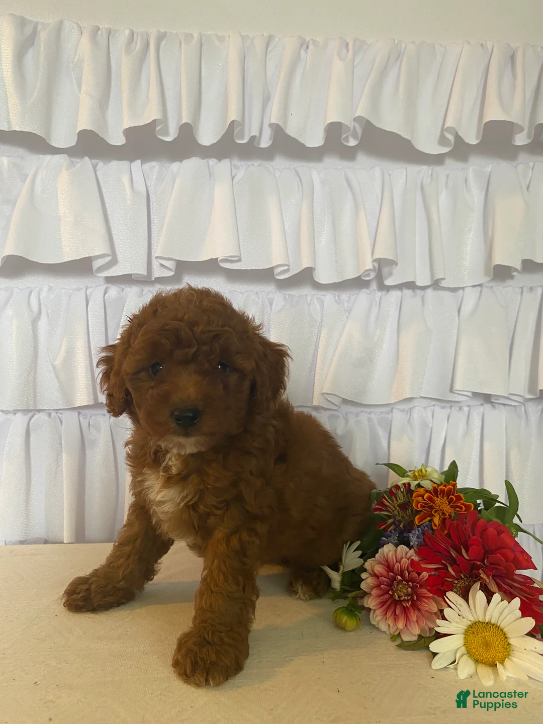 Miniature Poodle dogs for sale: June - Ad 2
