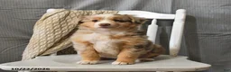 Miniature Australian Shepherd dogs for sale: Tessy - Ad 3