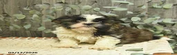 Shih Tzu dogs for sale: Ricky - Ad 5