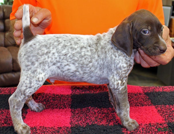 German Shorthaired Pointer dogs German Shorthaired Pointer Puppy 3 - Ad 1