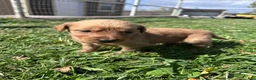 Golden Retriever dogs for sale: Max (teal) - Ad 8