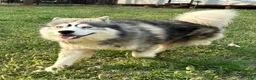 Siberian Husky dogs for sale: RISA - Ad 33