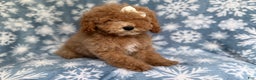 Cockapoo dogs for sale: Penelope - Ad 7