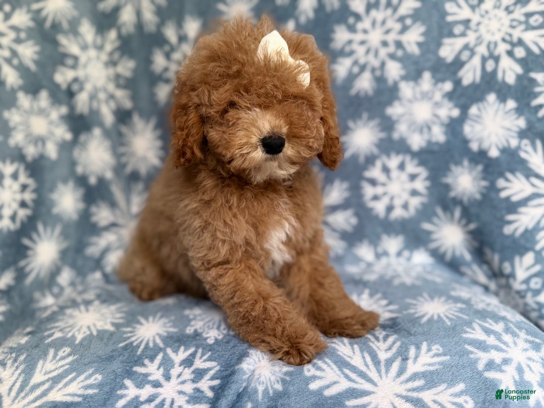 Cockapoo dogs for sale: Penelope - Ad 7