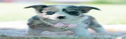 Chihuahua dogs for sale: Night sky - Ad 1