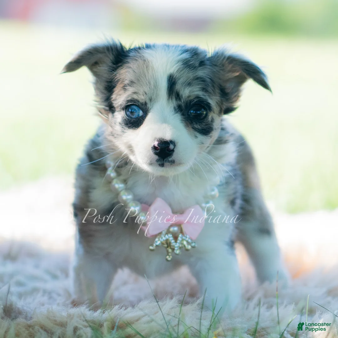 Chihuahua dogs for sale: Night sky - Ad 1