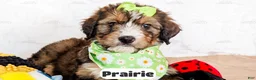 Bernedoodle dogs for sale: Prairie - Ad 3