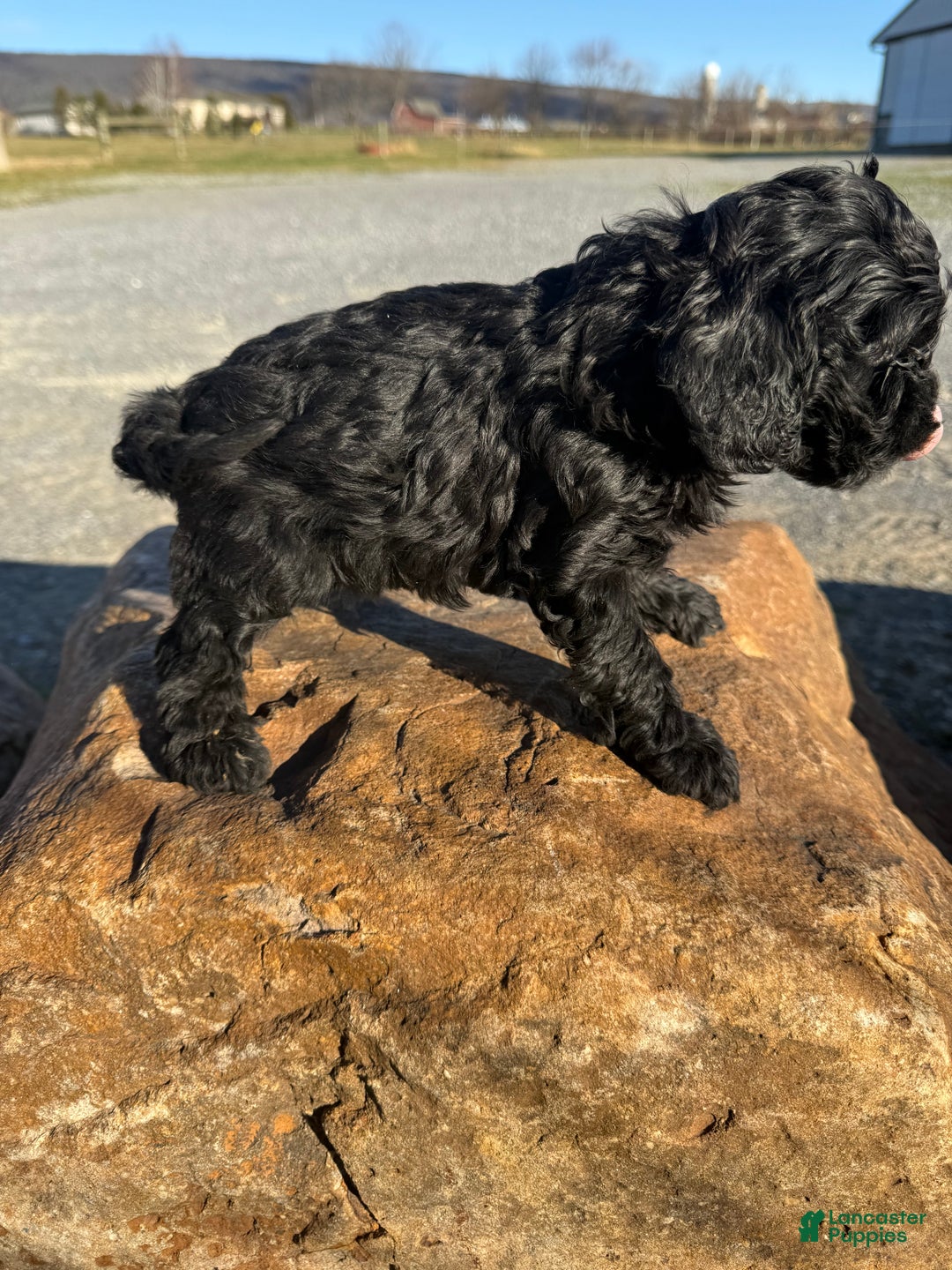 Cockapoo dogs for sale: Cockapoo Puppy 1 - Ad 4