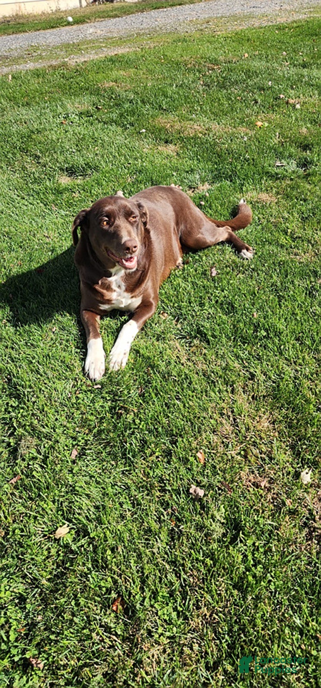 Mixed Breed dogs for sale: Marci - Ad 5