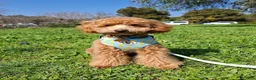 Toy Poodle dogs for sale: Toy Poodle 1 - Ad 2