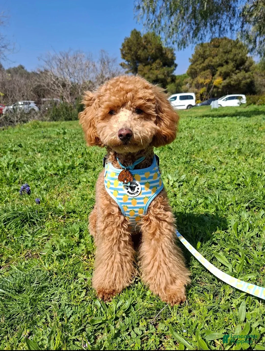 Toy Poodle dogs for sale: Toy Poodle 1 - Ad 2