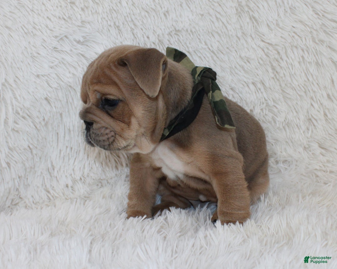 English Bulldog dogs for sale: Cash - Ad 7
