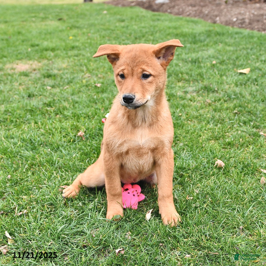 Mixed Breed dogs for sale: Tootsie - Ad 7