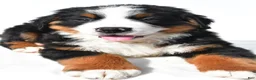 Bernese Mountain Dog dogs for sale: Bear - Ad 7