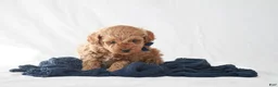Toy Poodle dogs for sale: Max - Ad 9